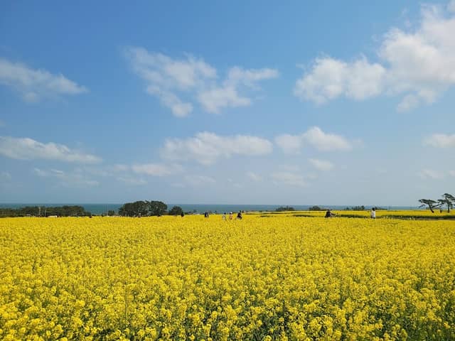 Rapeseed Field - Image 1