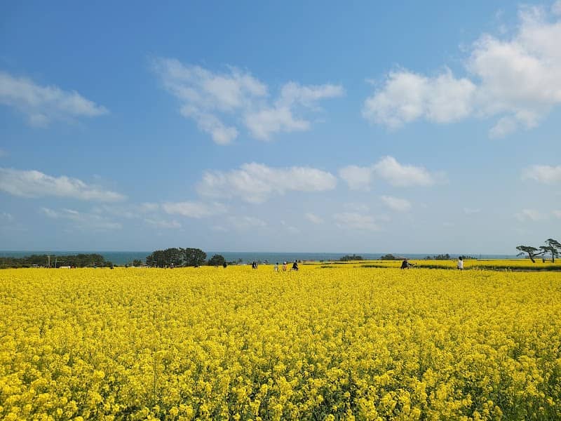 Rapeseed Field - Image 1