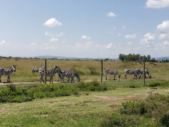Soysambu Conservancy Main Gate - Image 1