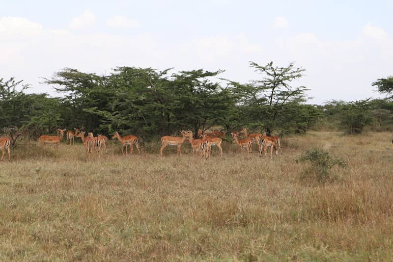 Soysambu Conservancy Main Gate - Image 3