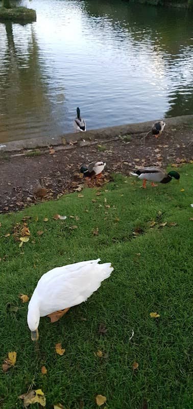 Winterbourne Duck Pond - Image 2