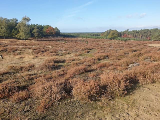 Deelerheide (Deelerwoud) - Image 1