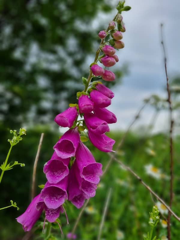 Auchmill Nature Walk - Image 3