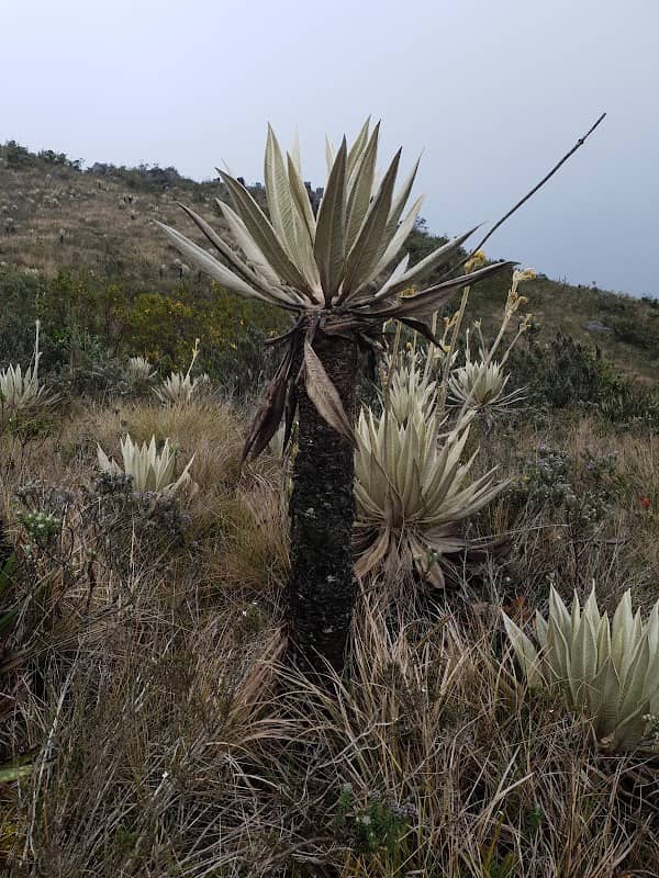 Páramo Cruz verde El Verjón - Image 1
