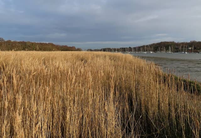 Mercury Marshes LNR - Image 2