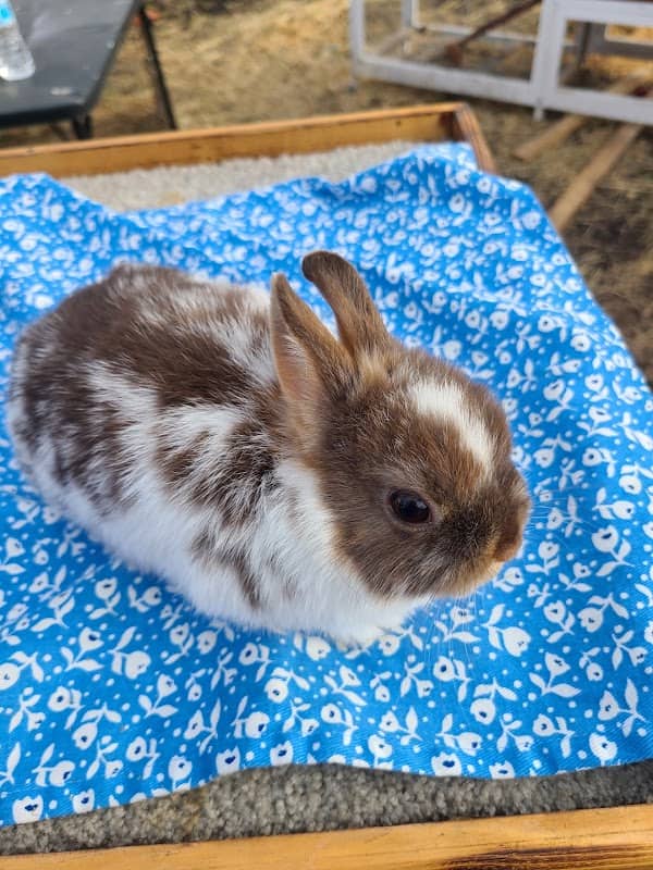 Rainbow Ridge Rabbitry LLC - Image 1