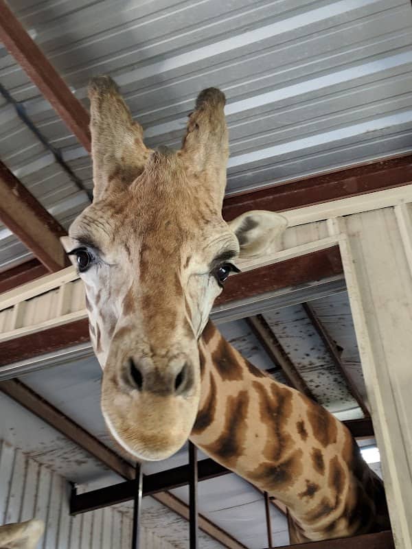 Franklin Drive Thru Safari - Image 2