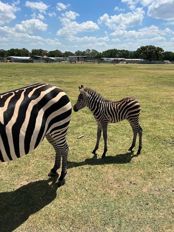 Franklin Drive Thru Safari - Image 3