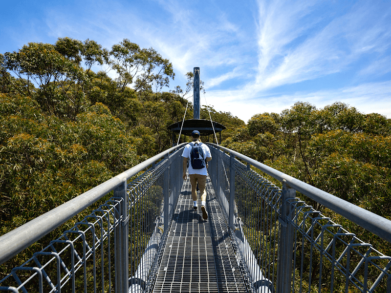 Illawarra Fly Treetop Adventures - Image 1