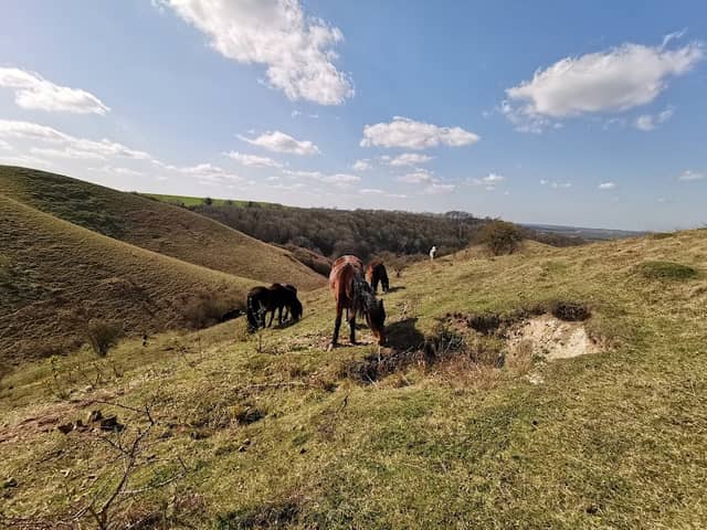 Barton Hills NNR - Image 1