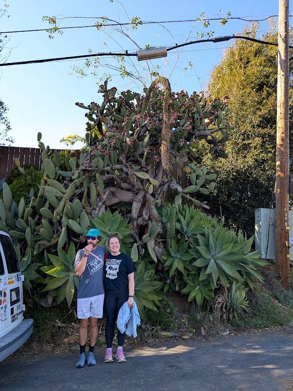 The Mother Cactus - Image 1