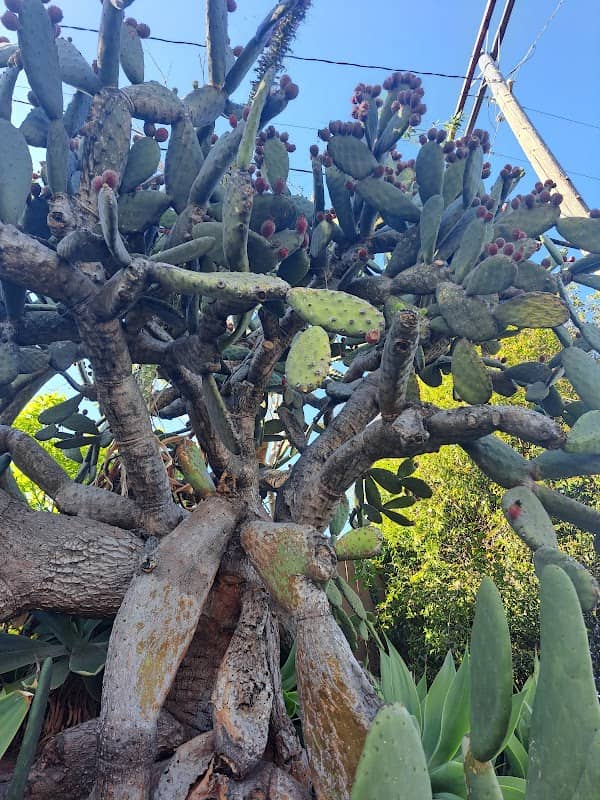 The Mother Cactus - Image 2