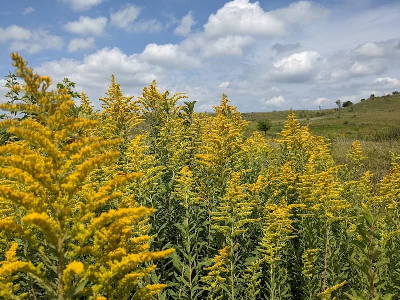 Blackmun Prairie - Image 2