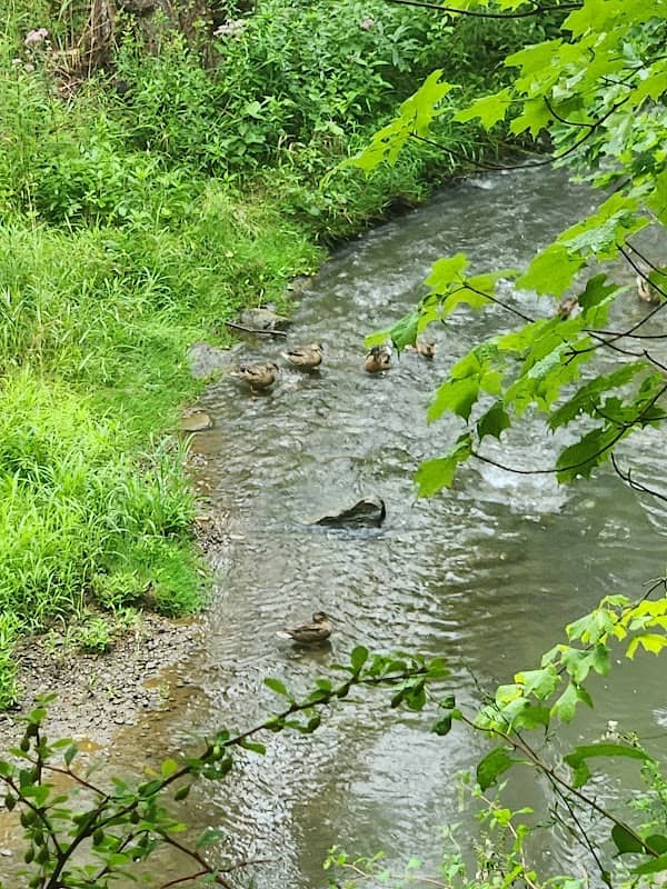 Fish Hatchery Park - Image 2