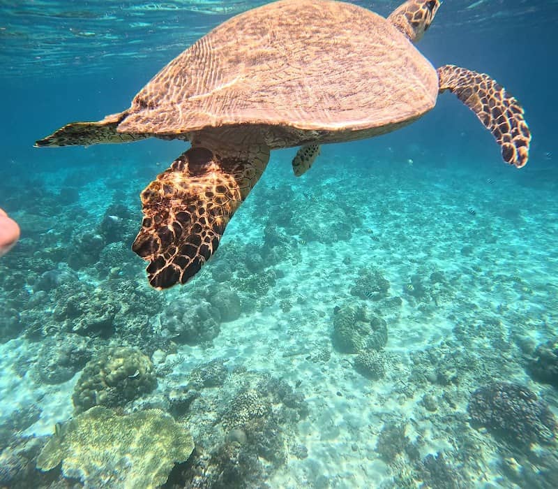 Turtle Point & Coral Garden - Image 1