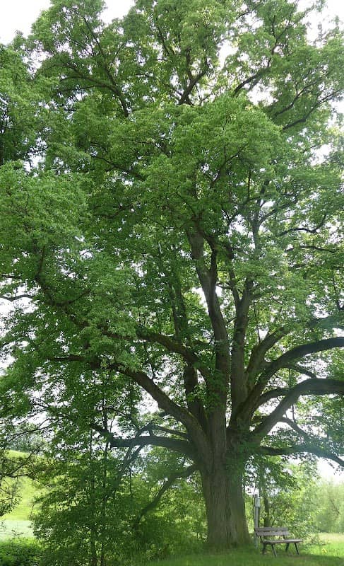 Naturdenkmal Winterlinde - Image 1