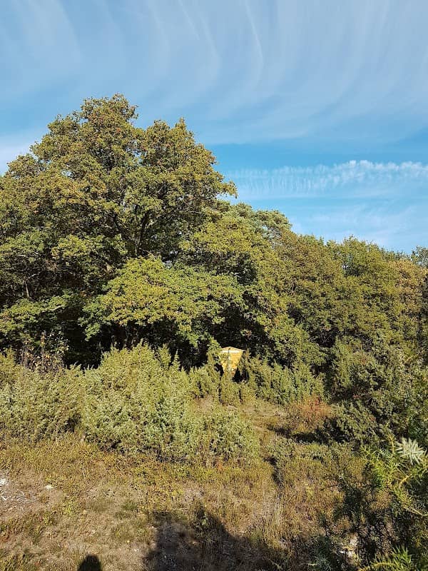 Naturdenkmal Heide - Image 1