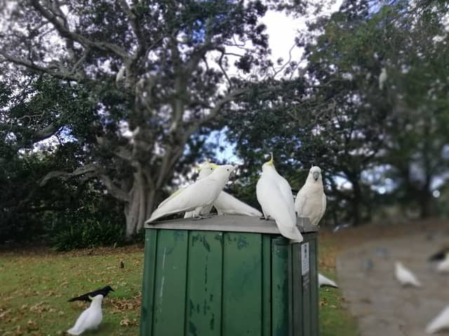 Turramurra Village Park - Image 2