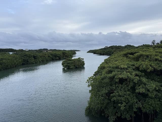 宮良川のヒルギ林 - Image 3