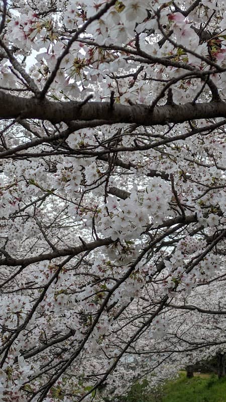すがる川桜並木(香芝市北今市東側) - Image 1