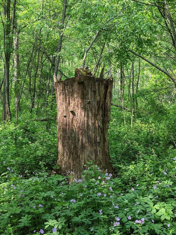 Silver Creek Biodiversity Preserve - Image 1