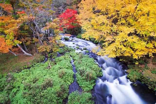 Autumn Foliage at Takimi Bridge - Image 1