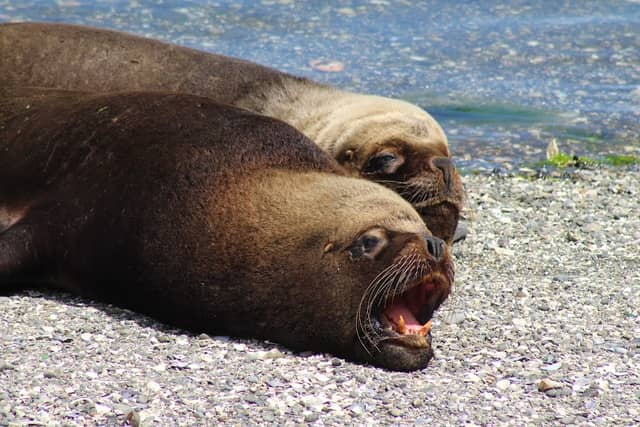 Sight seeing of wild animals - Image 1