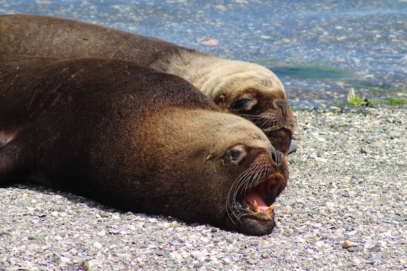 Sight seeing of wild animals - Image 1