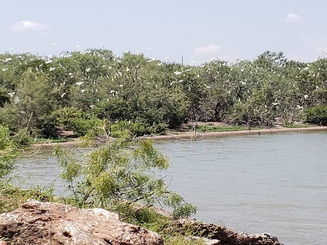 Bird island - Image 2