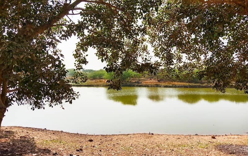 ભૂતિયો વડ - Image 1