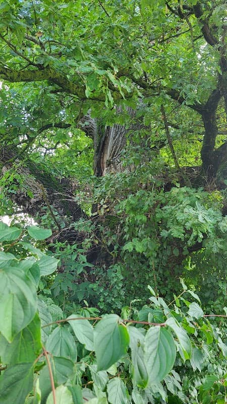 Naturdenkmal Eiche bei Asbach - Image 1