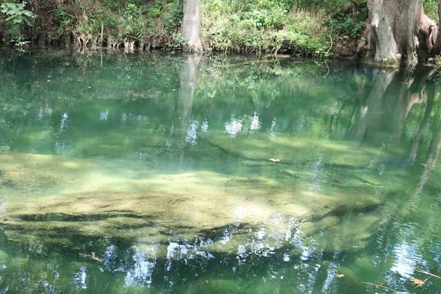 Cypress Creek Nature Preserve - Image 1