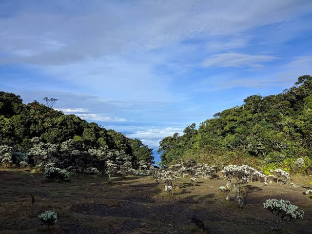 Alun-Alun Mandalawangi Gunung Pangrango - Image 1