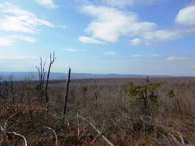 Brush Mountain Woodlands Preserve - Image 1