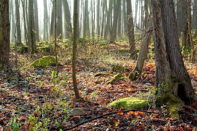 Moxie Woods - Image 1