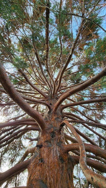 Village Green Tree of Mystery - Image 2