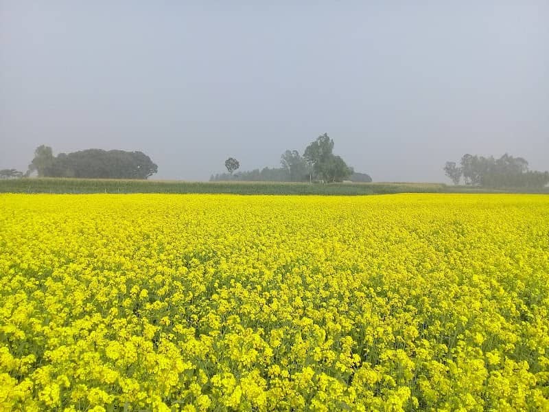 চামটা টাওয়ার এরিয়া - Image 2