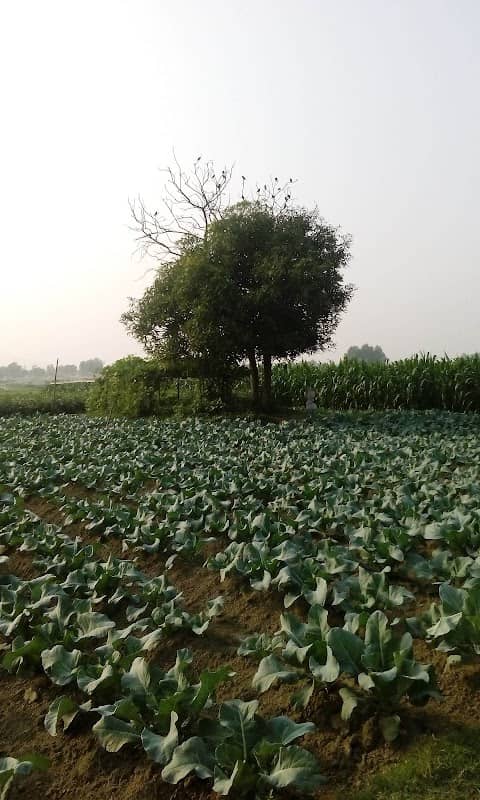চামটা টাওয়ার এরিয়া - Image 1