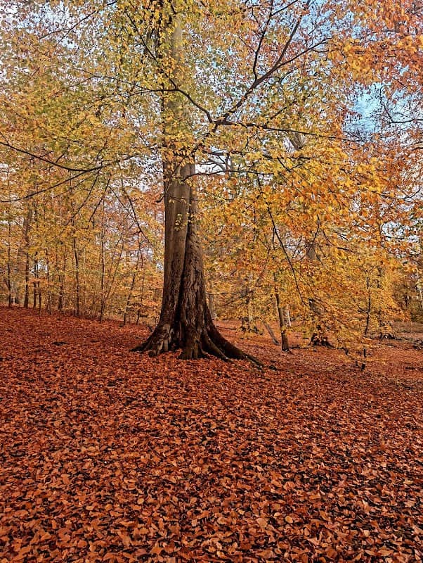 Hannah Park - Image 1