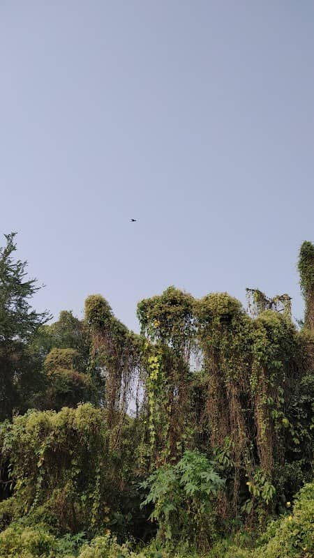 Haringhata Butterflying Zone - Image 1