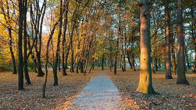 Парк-пам’ятка садово-паркового мистецтва садиби І.М. Терещенка - Image 1