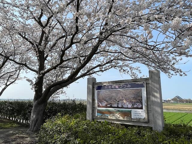 川北町桜づつみ - Image 1