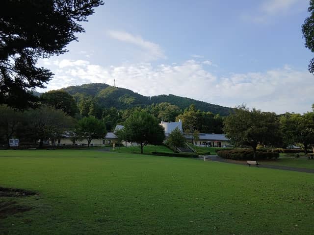 Aikawa Park Christmas Tree - Image 1