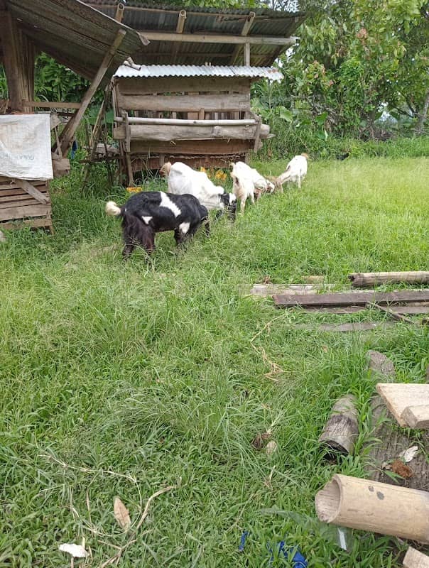 Hars farm - Image 1