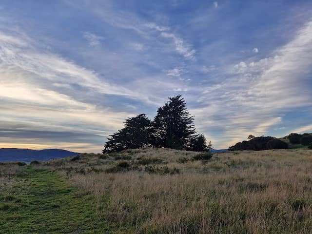 Mary Anne’s pines - Image 1