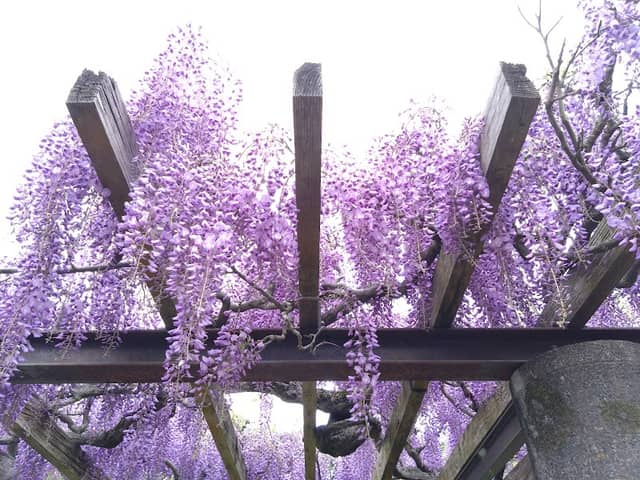 Fujidana - Image 1