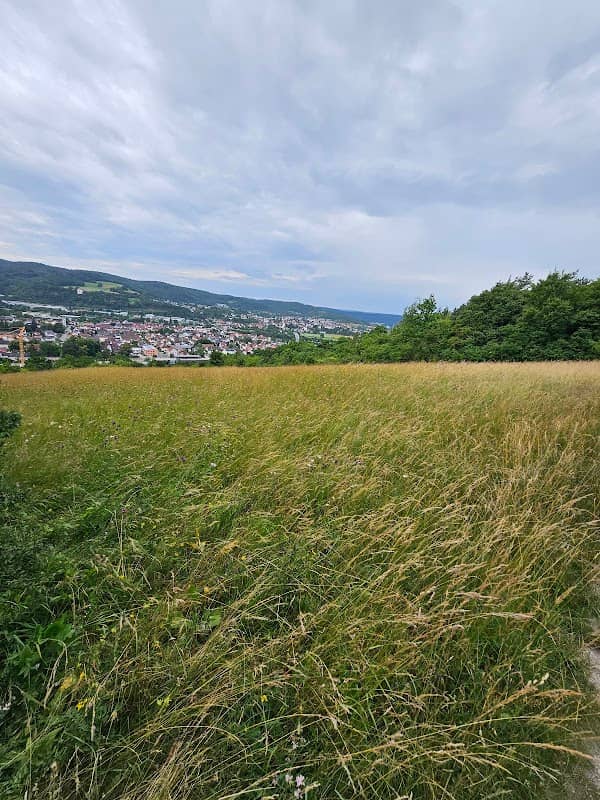 Waldsofa - Image 1