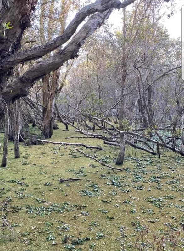 Eagleby rd Wetlands - Image 1