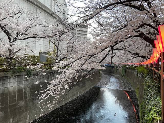 Meguro River - Image 3
