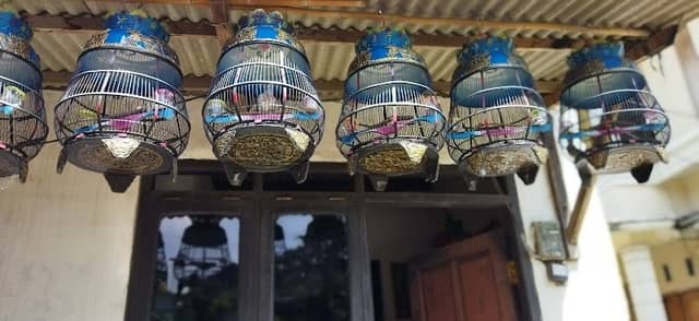RLD FARM BIRDS - Image 1